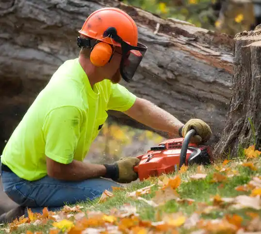 tree services Ainsworth